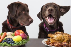 Ernährung für Hunde