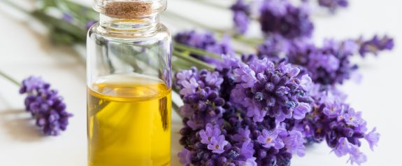 A bottle of essential oil with fresh lavender twigs A bottle of essential oil with fresh lavender twigs on a white background