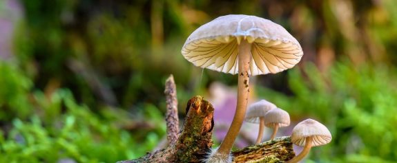 Hundepfotenwerkstatt_Vitalpilze_web Hundepfotenwerkstatt_Vitalpilze_web
